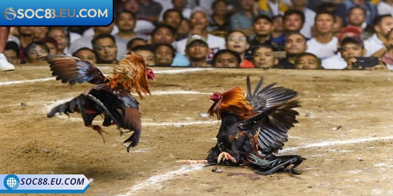 Tổng quan thông tin đá gà 4k SOC88