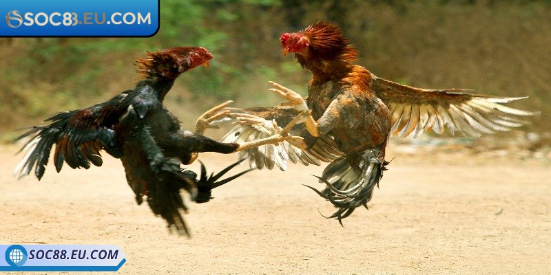 Trải nghiệm trận đấu chọi kê tuyệt vời