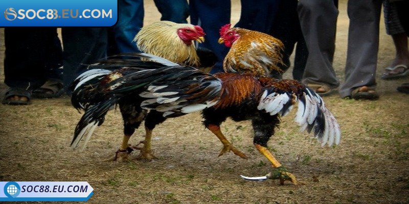 Trận đấu chọi kê 4k minh bạch, tránh gian lận