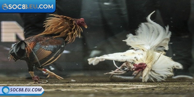 Cá cược chiến kê đội khách thắng