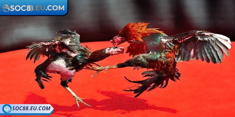 Hội viên được trải trực tiếp trận đấu bất cứ lúc nào