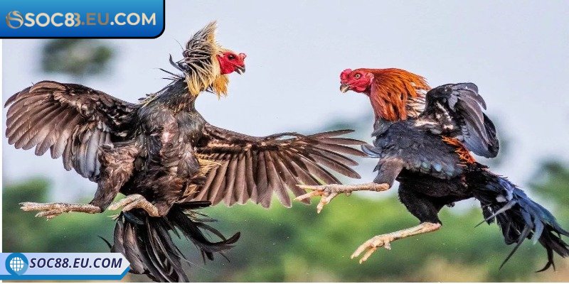 Tổng quan thông tin đá gà cựa dao SOC88