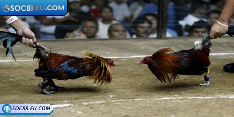 Luật của chọi kê có cựa sắt