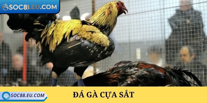 Tổng quan về đá gà cựa sắt SOC88