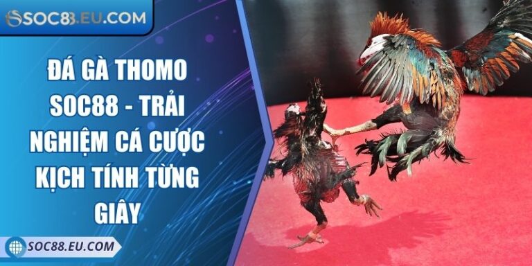 Đá Gà Thomo SOC88 - Trải Nghiệm Cá Cược Kịch Tính Từng Giây 5 Đá Gà Thomo SOC88 - Trải Nghiệm Cá Cược Kịch Tính Từng Giây