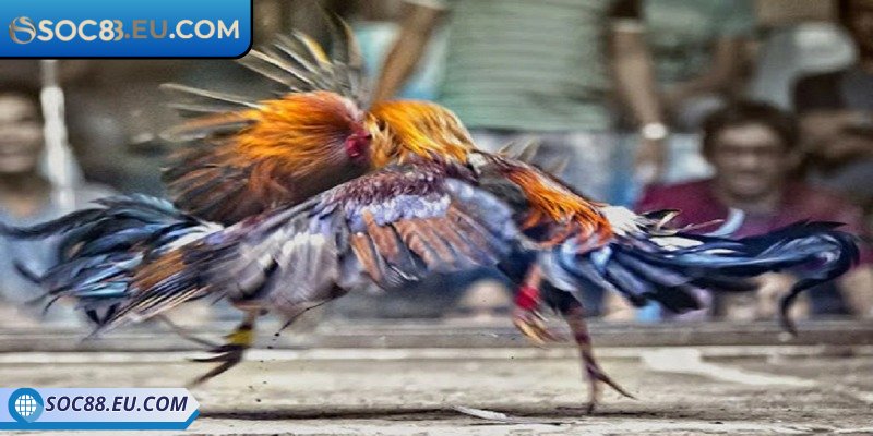 Đa dạng kèo cược cập nhật tức thì