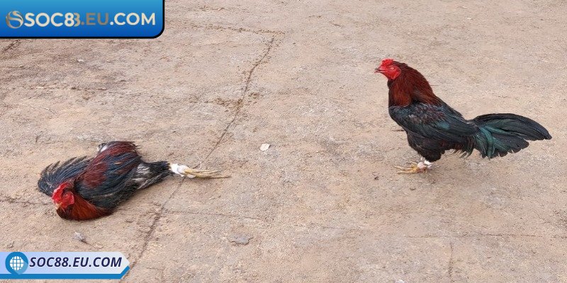 Đôi nét sơ lược về đá gà Thomo SOC88