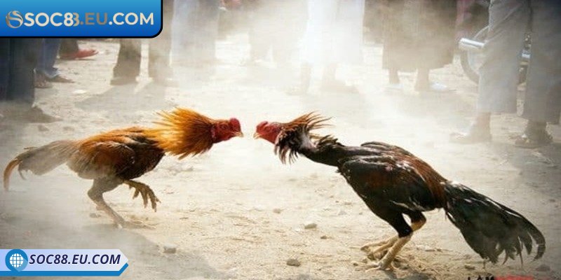 Trải nghiệm đặt cược đá gà không giới hạn