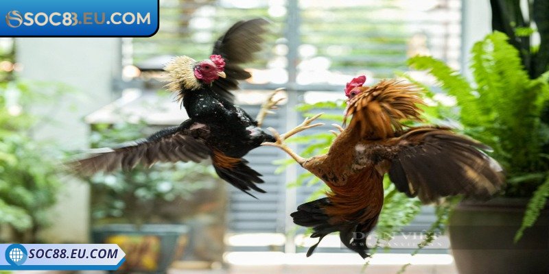 Chi tiết diễn biến trận đấu chọi kê