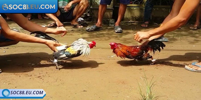 Tỷ lệ cược chọi kê tre rất hấp dẫn