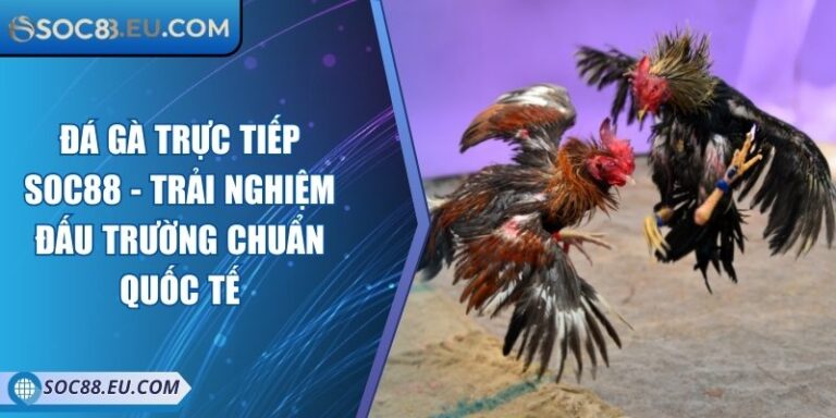 Đá Gà Trực Tiếp SOC88 - Trải Nghiệm Đấu Trường Chuẩn Quốc Tế 6 Đá Gà Trực Tiếp SOC88 - Trải Nghiệm Đấu Trường Chuẩn Quốc Tế