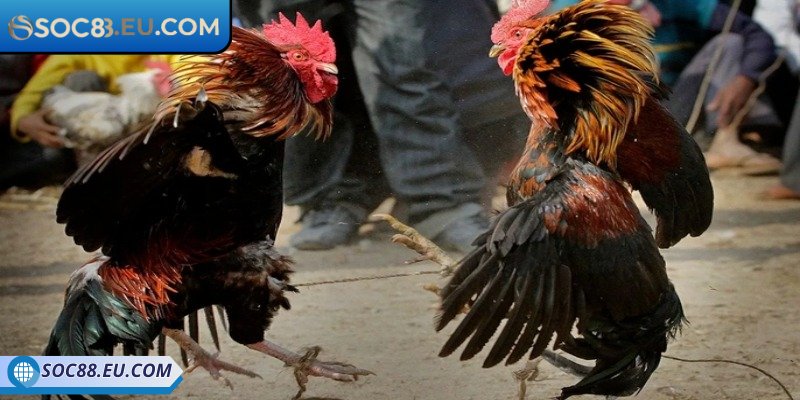 Lựa chọn loại hình tham gia chính xác