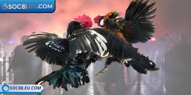 Tóm lược về đá gà trực tiếp SOC88